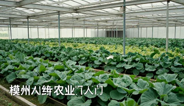 创意内容策划如何提升传播效果